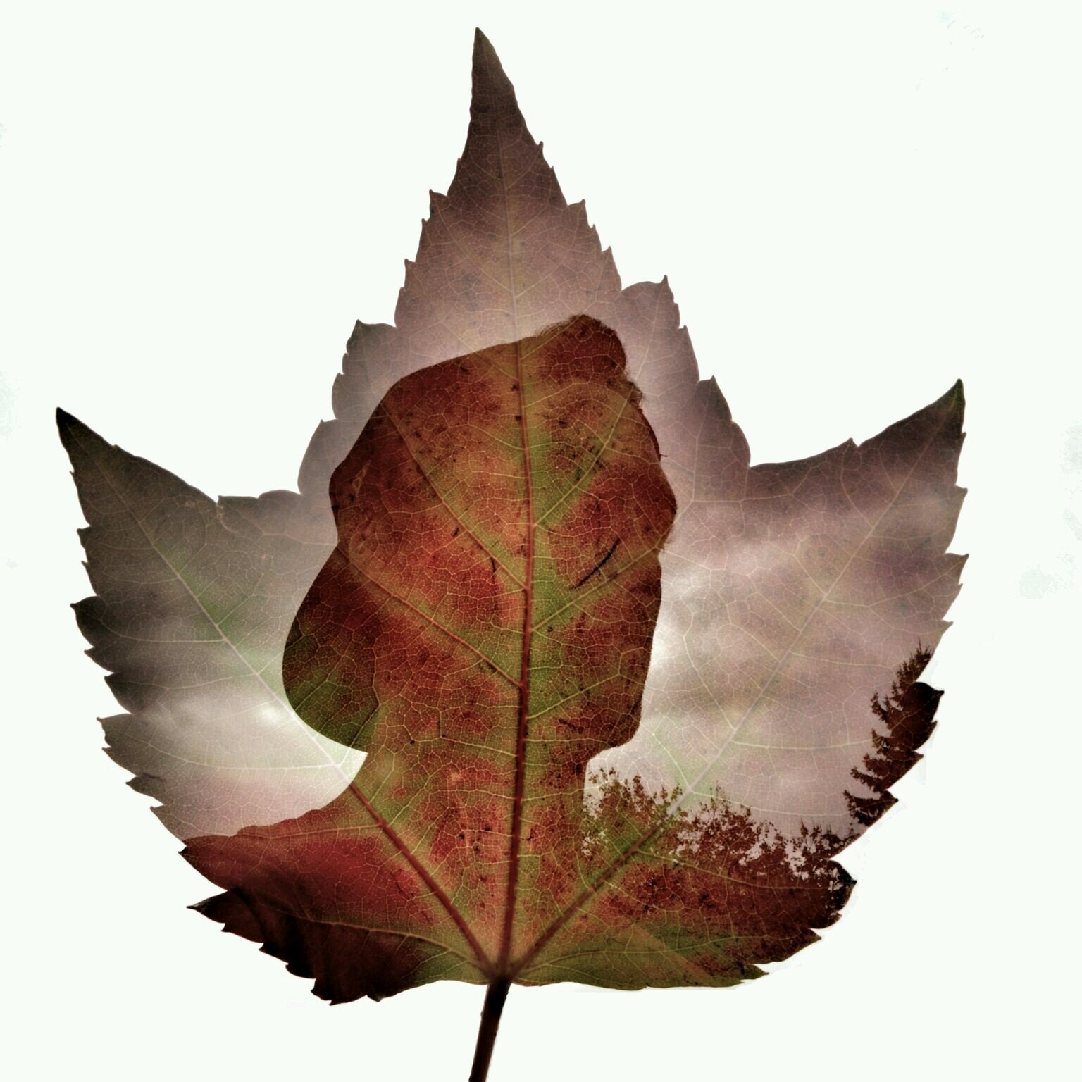 LaneCharlton's profile picture. 