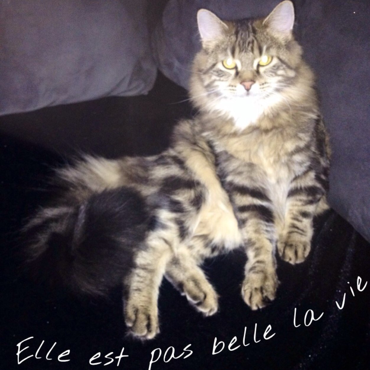 minimozo89140's profile picture. 