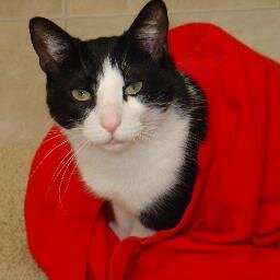Was rescued from the animal shelter by WAG Animal Rescue. Mom adopted me in 2008. I'm a laid back, cool cat, living a cozy cat life!