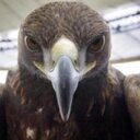 Daniel Merkle - @i_gude - Twitter