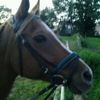 Nice Horses ♥♡♥♡ (@cimorellifam_x) 's Twitter Profile
