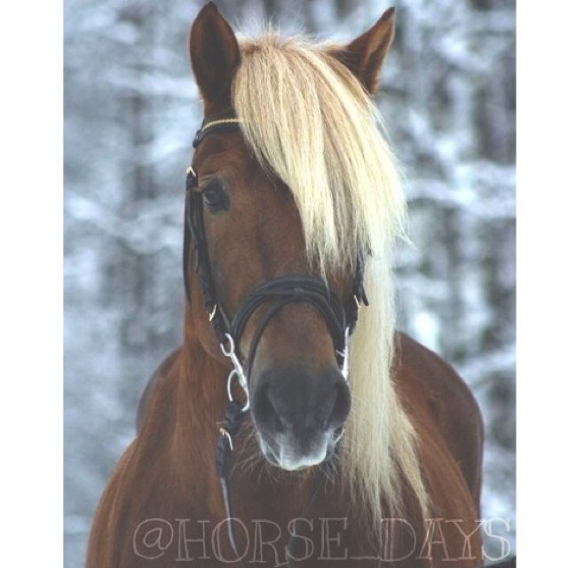 Op m'n paard de wereld rond. Every day is a horse day! Since 10/7/13. bewerkt foto's!         Paard van de maand is; Milly!