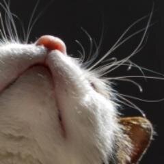 PartialEclipse's profile picture. 