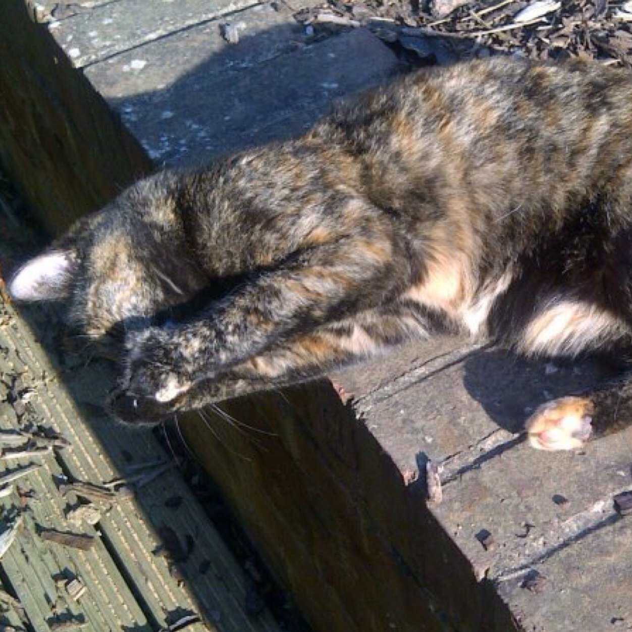 Im not just eny cat, i iz an iams cat. Official acc. Meow