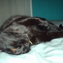 Danielle Kirschner - @daniekir - Twitter