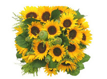 greengalaxy86's profile picture. 