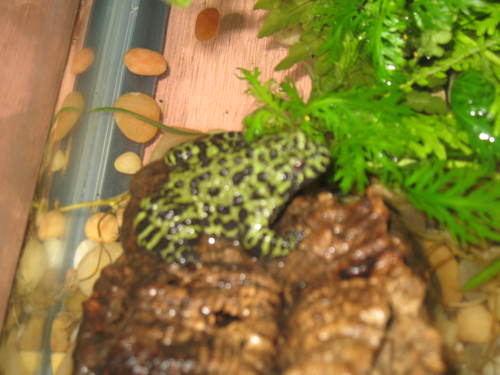 a fire belly toad twittering from my glass thing and hanging with my girls raya and flipper