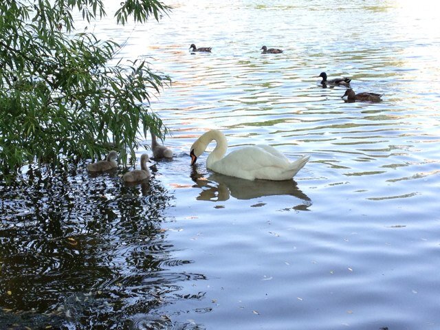 robertsonhla's profile picture. 