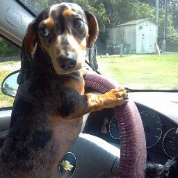 LucidLindey's profile picture. Mother of 3 daughters, Great cook, Great singer, Loves to travel.