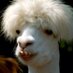 Nick Swardson (@nickswardson) Twitter profile photo Nick Swardson (@nickswardson) Twitter profile photo