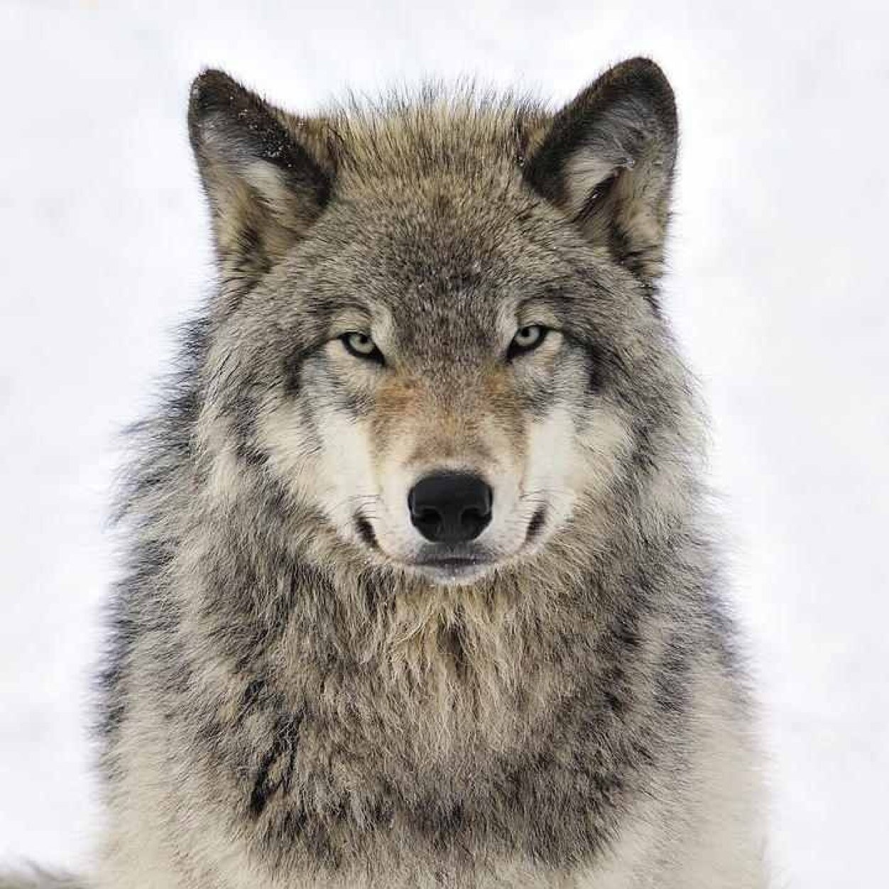 Lone Wolf
