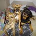 Debbie Connoley (@debbieconnoley) Twitter profile photo Debbie Connoley (@debbieconnoley) Twitter profile photo