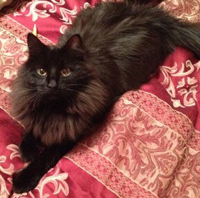 Cat.  Adorable cat.  Loves the outdoors.  Not a lap cat.