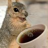 PolitiSquirrel's profile picture. One of the Internet's top comedic political commentator squirrels.... and candidate for Prime Minister