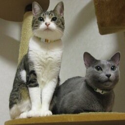 人間3人猫5匹と暮らしています。筋肉少女帯が好きです。オノナツメさんの漫画も好きです。