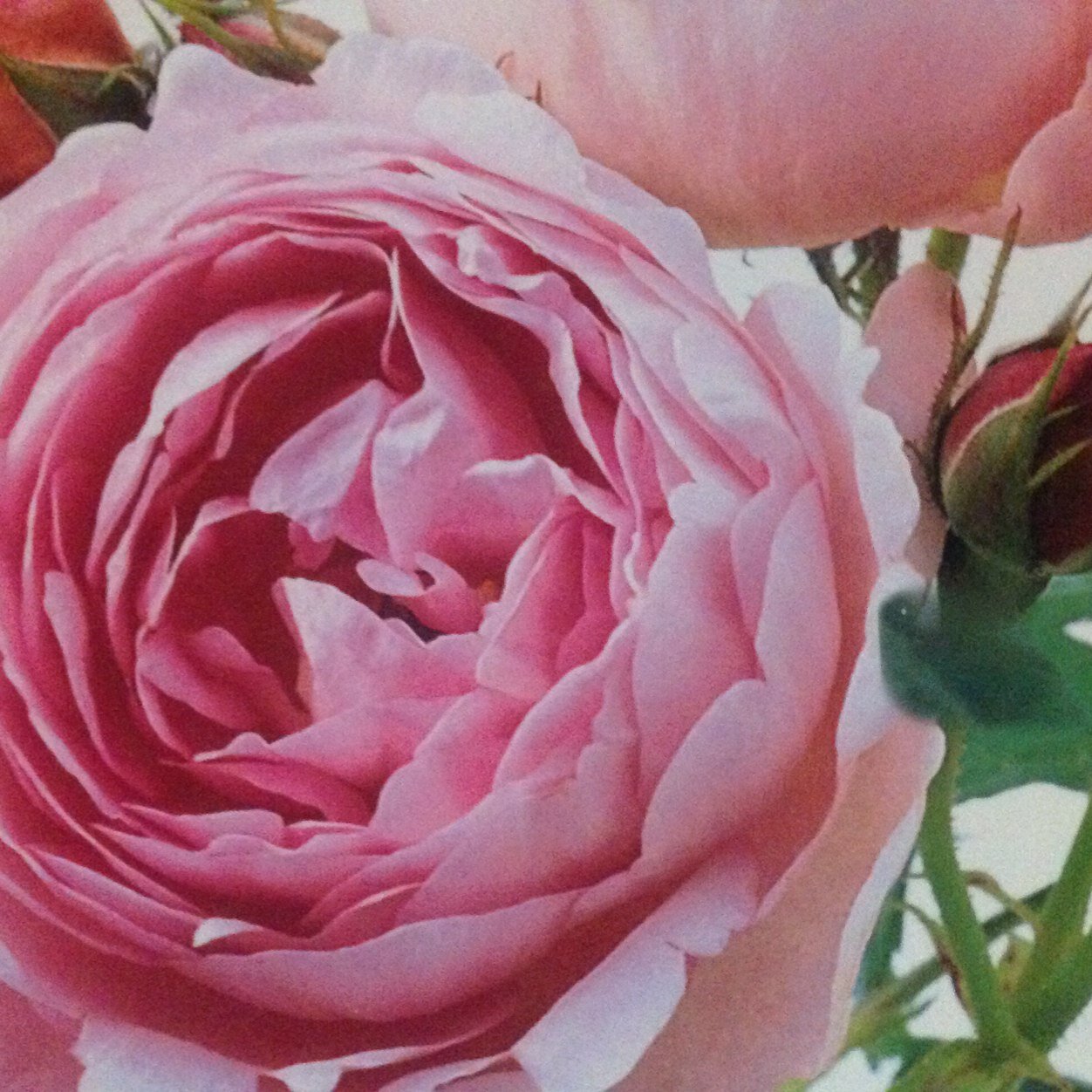 coccinigliarose's profile picture. 