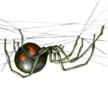 Shadowwebsites's profile picture. Your small business website may be the first interaction your potential customer has with your company first impressions are important.