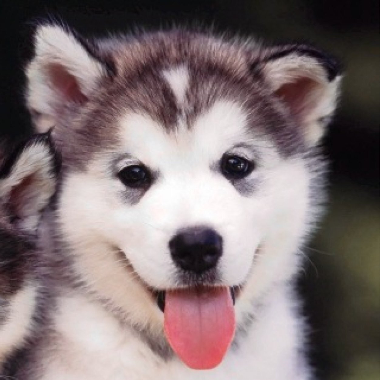 HUSKIES HUSKIES HUSKIES 
not our own pics