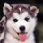 OhMyHusky's profile image