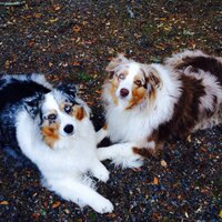 fuckamerika (@treedogs) 's Twitter Profile