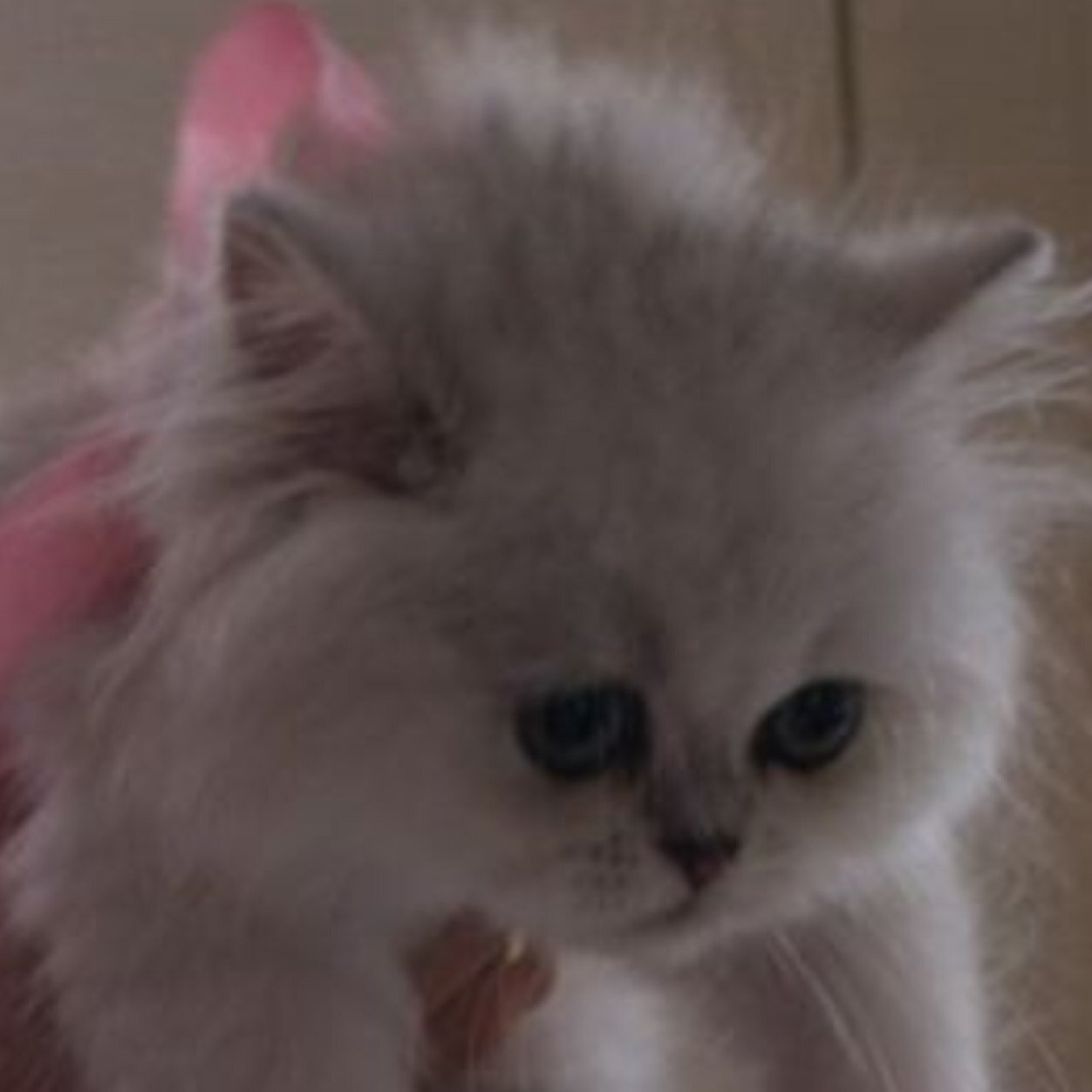 irantzubo's profile picture. 