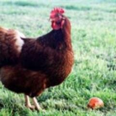 Build your own chicken coop, DIY projects