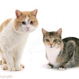 Alle katten informatie op een plek. Kijk ook is op kattenplein.nl!