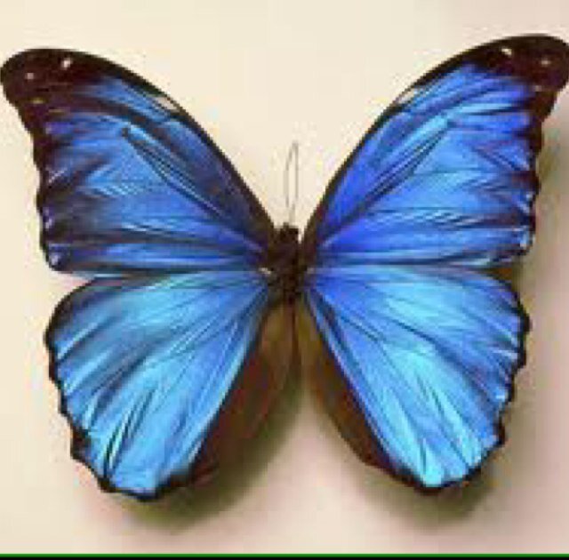 BluButterfly70's profile picture. 