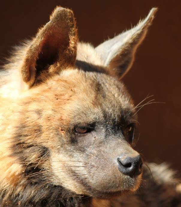 Animal Encounter is a nonprofit organization that conserves wildlife through education, aiding injured animals and breeding.