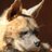 LebanonWildlife's profile image