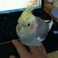 ニャンピョウ　RN　オカメインコ (@cockatielhi) 's Twitter Profile Photo