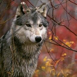 LewisJPaul's profile picture. Analyst. Formerly @UBS @TeamMediaocean @geteverwise