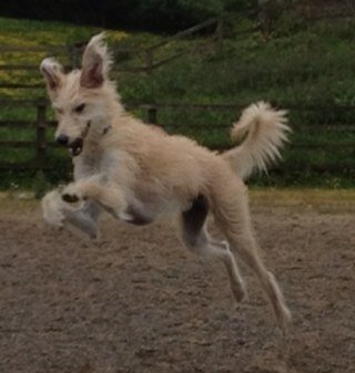 Lucky Lad, saved from the Gyppo's! Living it LARGE! King of the Castle!! #Pikeydog