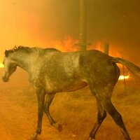 @pochi_ (@p__ochi_) 's Twitter Profile Photo