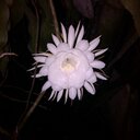 Florie Ann Plaza - @PlazaAnn - Twitter