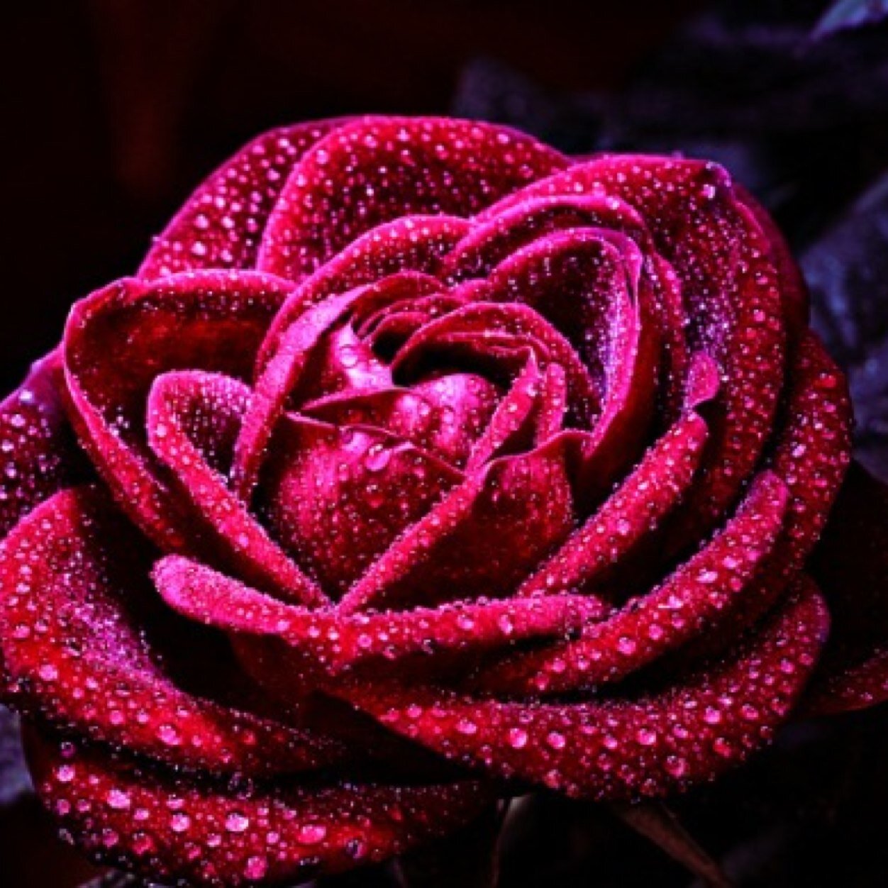 AdilaNasim's profile picture. 