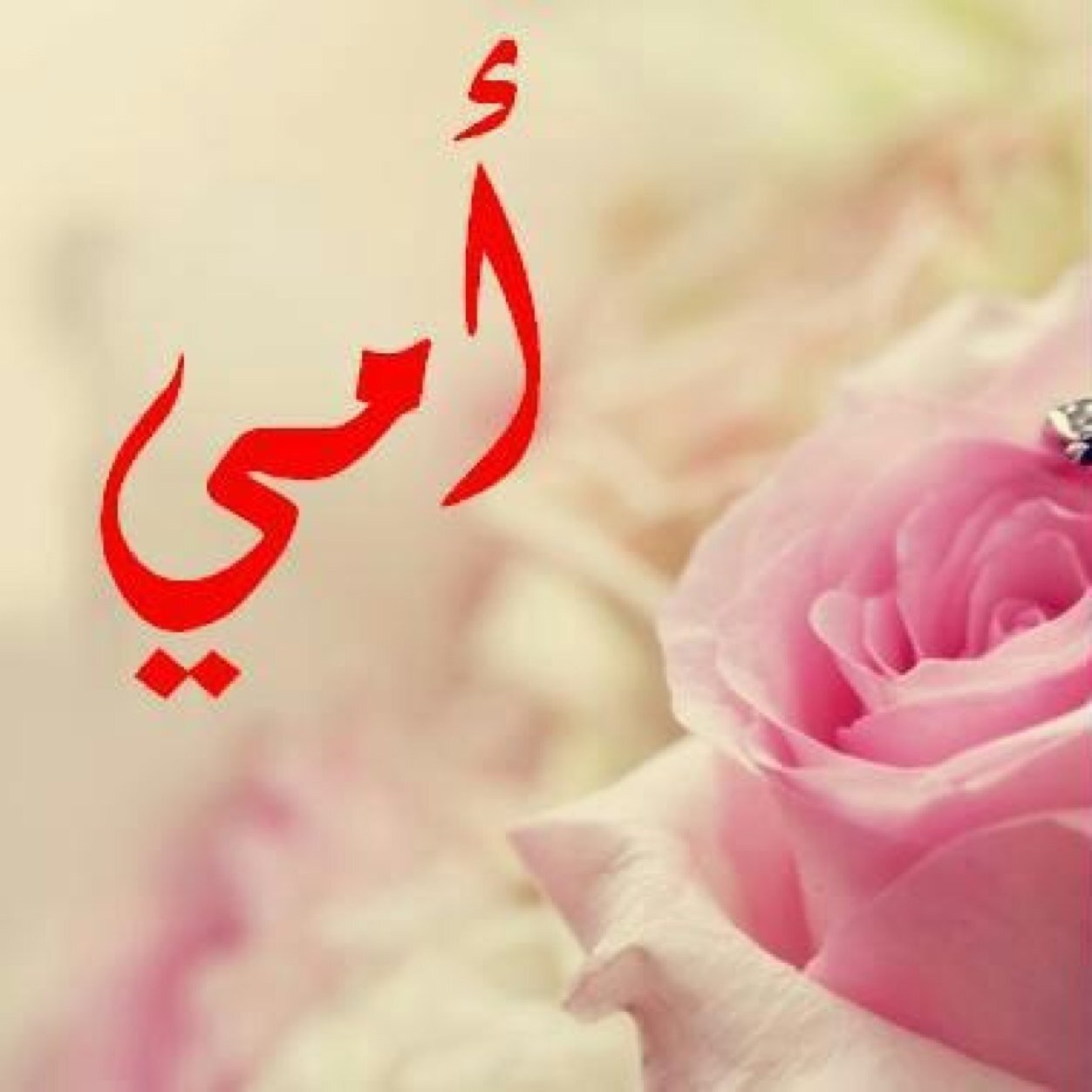 صدقه لِ أمي رحمها الله واسكنها فسيح جناته وجمعنا وإياها في فردوسه الاعلى.