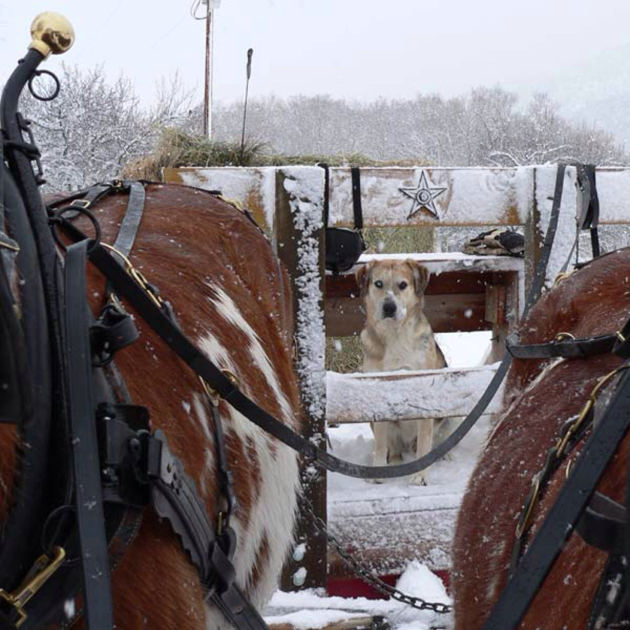 roancreekranch's profile picture. Local and organic food, including 100% Grass-Fed Beef and Lamb, naturally raised Pork and Wild Caught Fish!