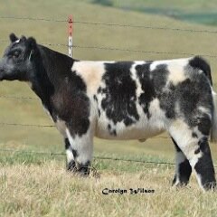 MuddyCreekShow's profile picture. Raising quality show cattle for all levels at reasonable prices, don't be afraid to talk to us!