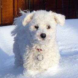 Dog lover. Proud Canadian and Curling fan extraordinaire.