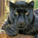 DeAndre Griffin - @mrreallybee - Twitter