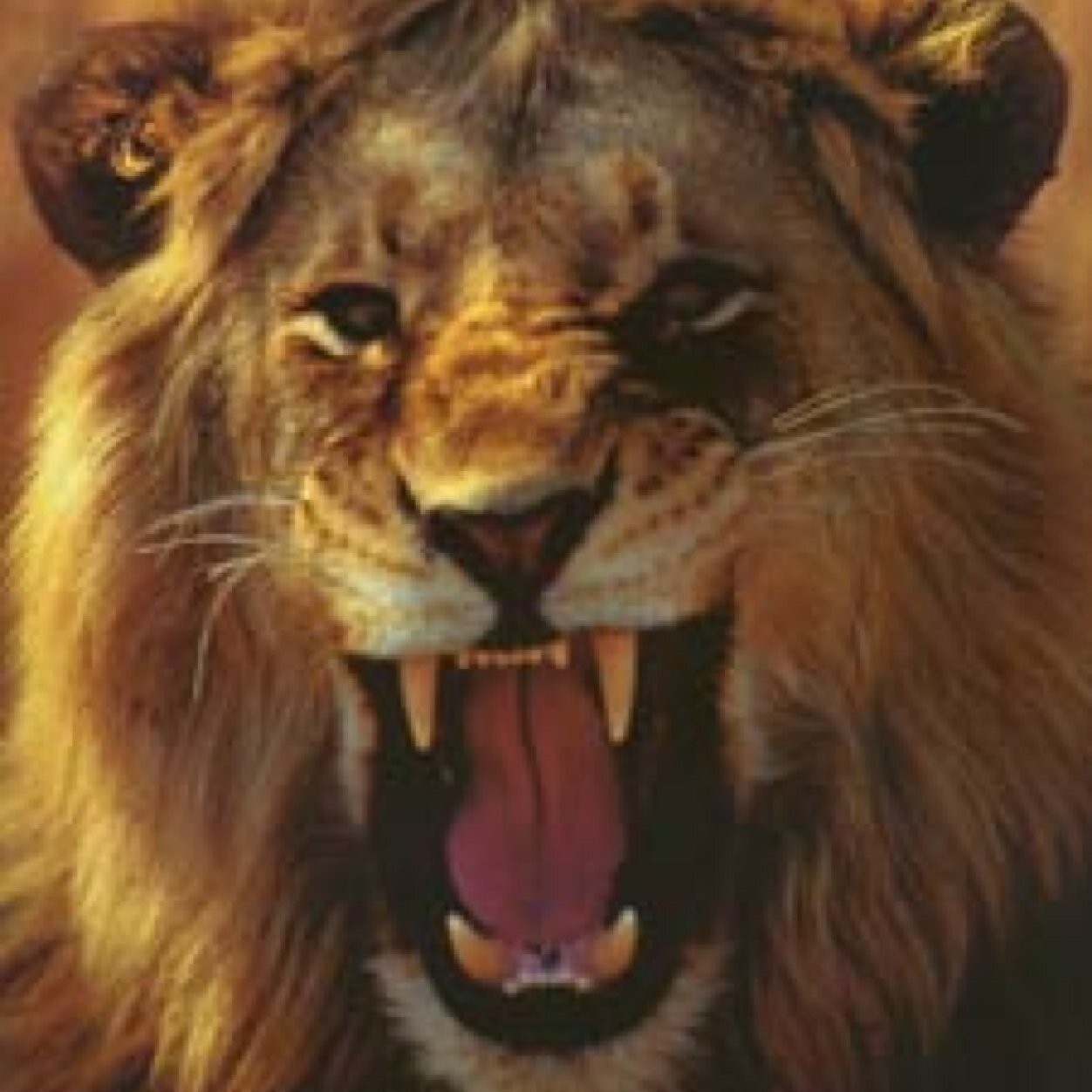No matter how bad the Lions season is going just remember; this is as good as it gets!