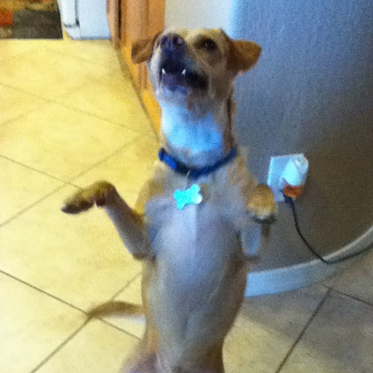 I live with a black bitch, a white bitch, and a thick bitch. Im sort of a doggy pimp.