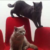 sasnori😻😻 (@sasnori) 's Twitter Profile