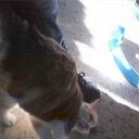 5 cats (@5cats2014) Twitter