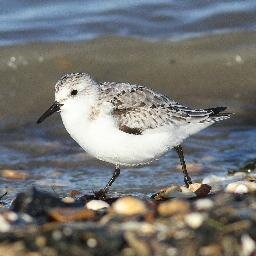 Birding for 50+ years, now taken up bird photography.  Blog http://t.co/A3SVforMxW. Photo gallery http://t.co/X9egv4ZKKr