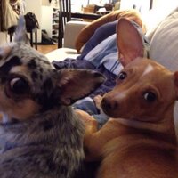 Anastacio (@brok) 's Twitter Profile