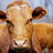 greatbeef's profile image