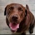 doggiebag (@bagdogpaws) Twitter profile photo doggiebag (@bagdogpaws) Twitter profile photo