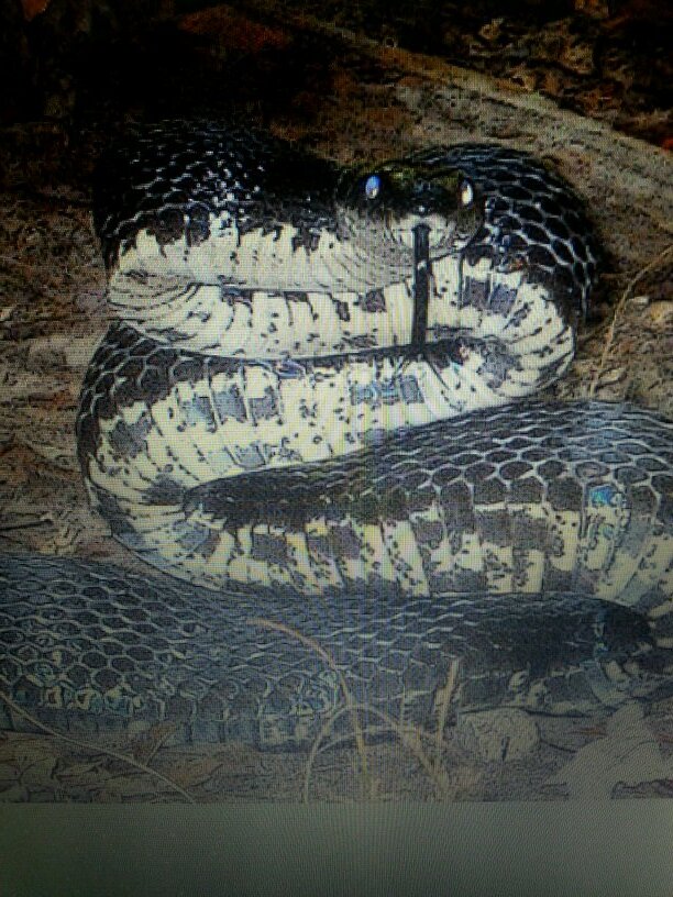 pangan1949's profile picture. 